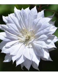 Clematis (Clematide) –... 2