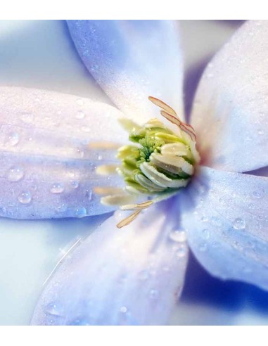 Clematis (Clematide) – Rampicante con...