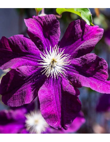 Clematis (Clematide) – Rampicante con...
