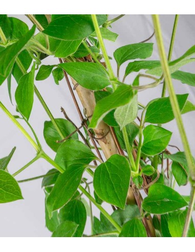 Clematis (Clematide) – Rampicante con...
