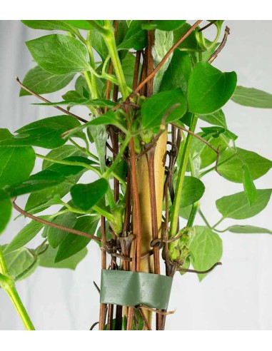 Clematis (Clematide) – Rampicante con...