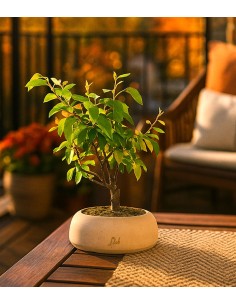Pero bonsai 2
