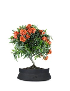 Pyracantha Angustifolia