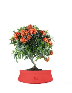 Pyracantha Angustifolia 2