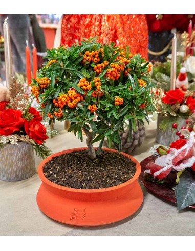 Pyracantha Angustifolia