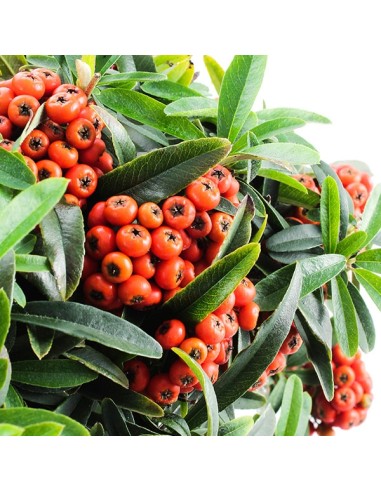 Pyracantha Angustifolia