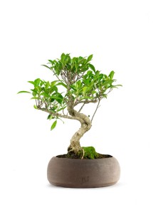 Ficus Retusa bonsai