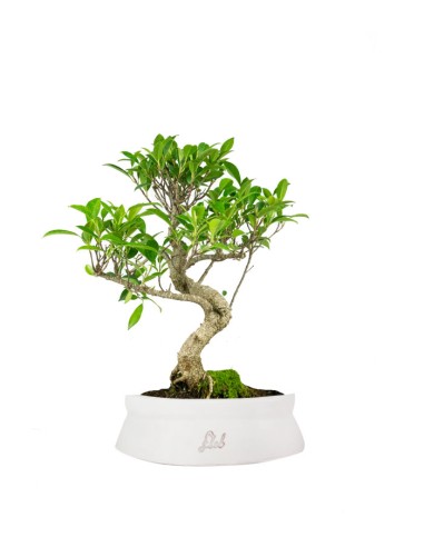 Ficus Retusa bonsai Ficus Retusa bonsai
