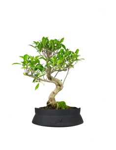 Ficus Retusa bonsai 2