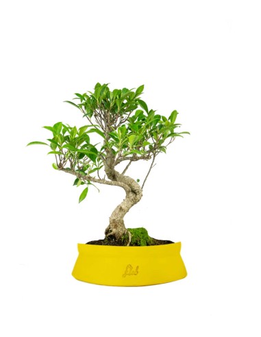 Ficus Retusa bonsai Ficus Retusa bonsai