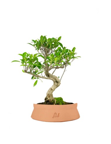 Ficus Retusa bonsai Ficus Retusa bonsai
