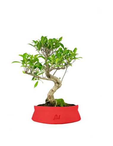 Ficus Retusa bonsai Ficus Retusa bonsai