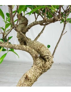 Ficus Retusa bonsai 2