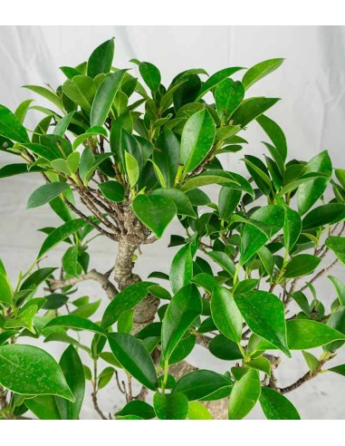 Ficus Retusa bonsai