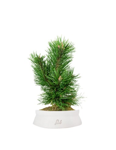 Pino Mugo Bonsai Pino Mugo Bonsai