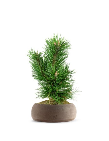 Pino Mugo Bonsai Pino Mugo Bonsai
