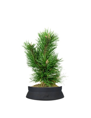 Pino Mugo Bonsai Pino Mugo Bonsai