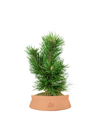Pino Mugo Bonsai Pino Mugo Bonsai