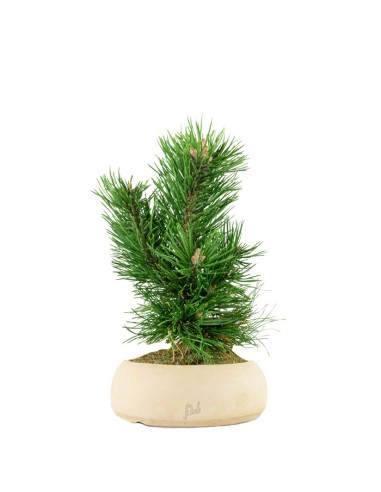 Pino Mugo Bonsai Pino Mugo Bonsai