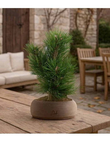 Pino Mugo Bonsai Pino Mugo Bonsai
