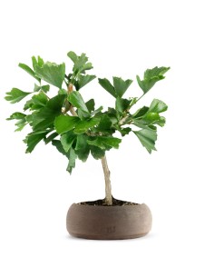 Bonsai di Ginkgo biloba |...