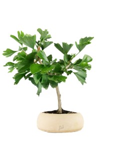 Bonsai di Ginkgo biloba |... 2