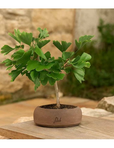 Bonsai di Ginkgo biloba | H 40 cm