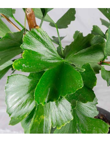 Bonsai di Ginkgo biloba | H40 cm