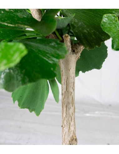 Bonsai di Ginkgo biloba | H 40 cm