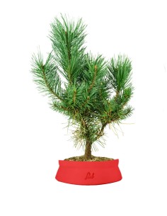 Pino silvestre Watereri –...