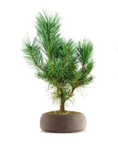 Pino silvestre Watereri –... 2