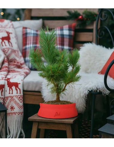 Pino silvestre Watereri – Pinus...