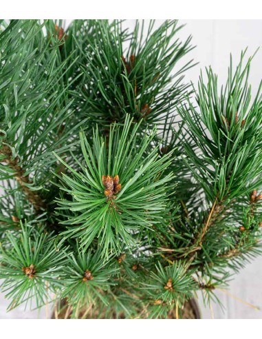 Pino silvestre Watereri – Pinus...