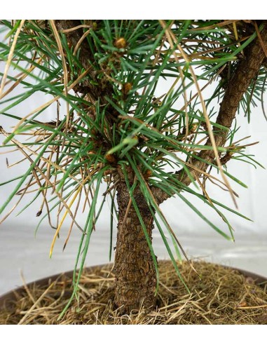 Pino silvestre Watereri – Pinus...