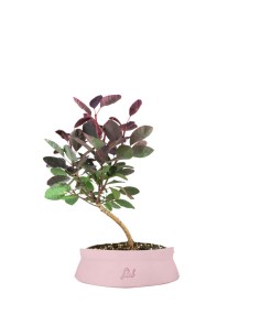 Bonsai di Cotinus – Cotinus...