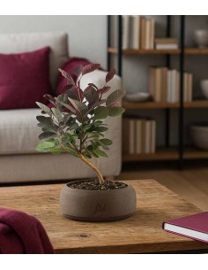 Bonsai di Cotinus 2