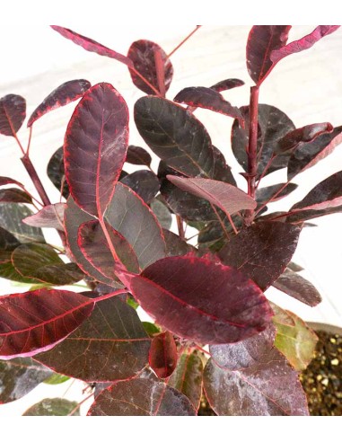 Bonsai di Cotinus – Cotinus coggygria...