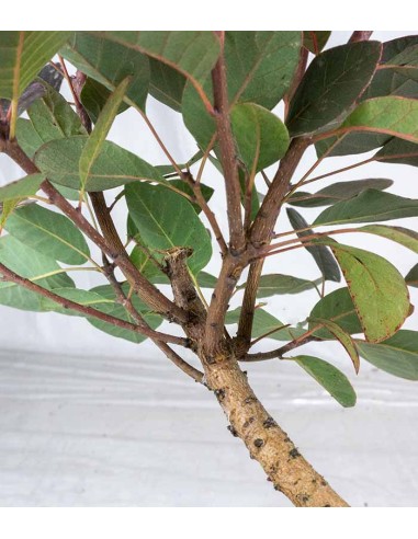 Bonsai di Cotinus – Cotinus coggygria...
