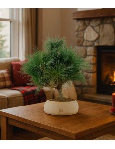 Pino Strobus Radiata bonsai... 2