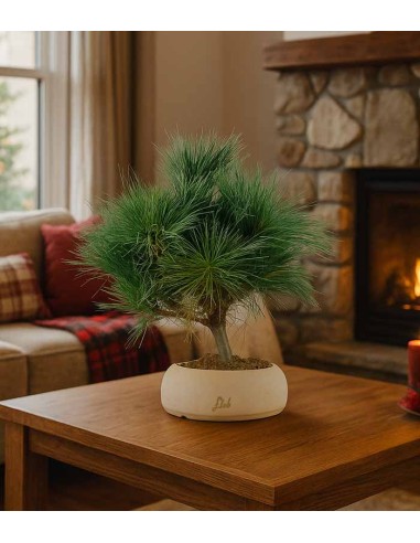 Pino Strobus Radiata bonsai – Pinus...