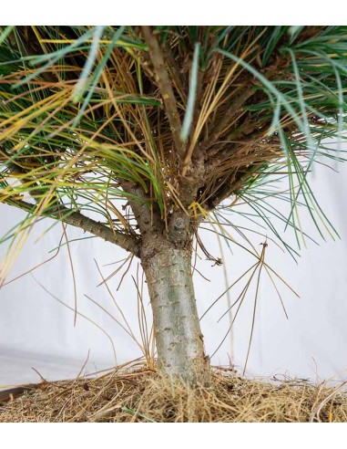 Pino Strobus Radiata bonsai – Pinus...
