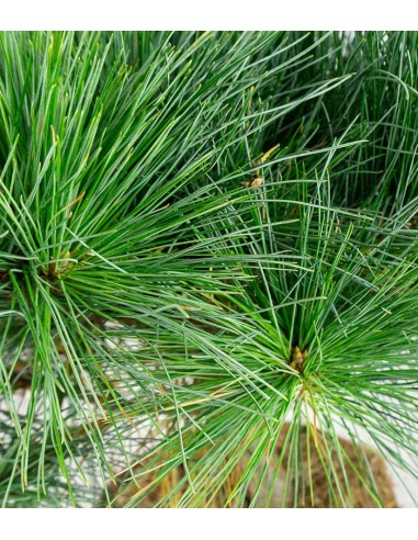 Pino Strobus Radiata bonsai – Pinus...