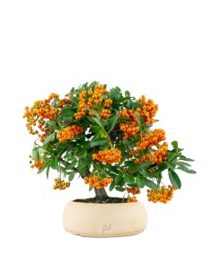 Pyracantha bonsai | 7 anni