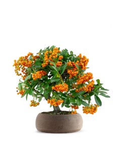 Pyracantha bonsai | 7 anni 2