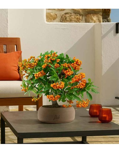 Pyracantha bonsai | 7 anni