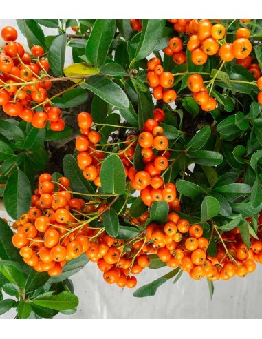 Pyracantha bonsai | 7 anni