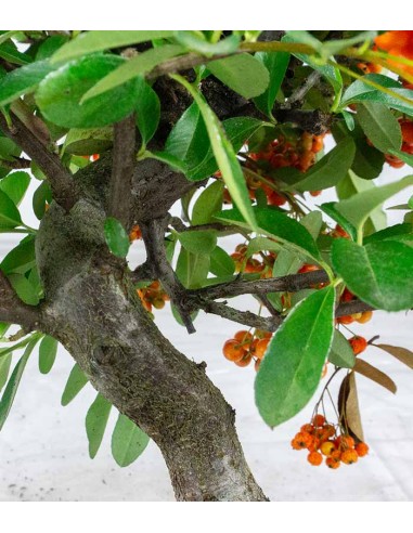 Pyracantha bonsai | 7 anni