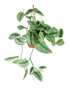 Scindapsus silvery splash