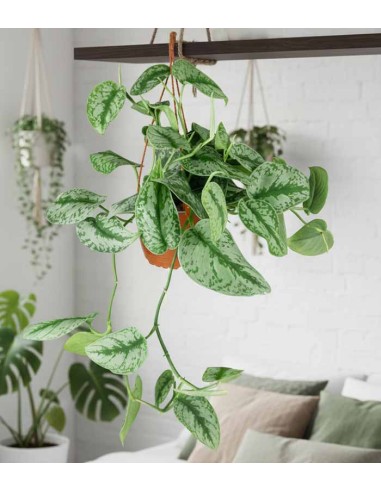 Scindapsus silvery splash