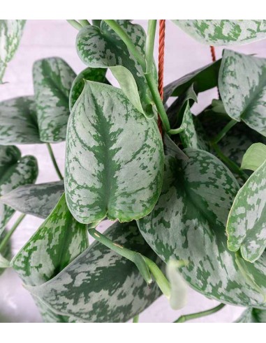 Scindapsus silvery splash